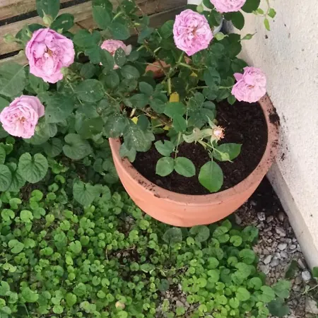 Chez Maxou - 3 Epis Jardin Clos-garage-dogfriendly