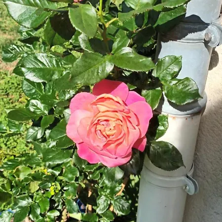 Chez Maxou - 3 Epis Jardin Clos-garage-dogfriendly Ревель