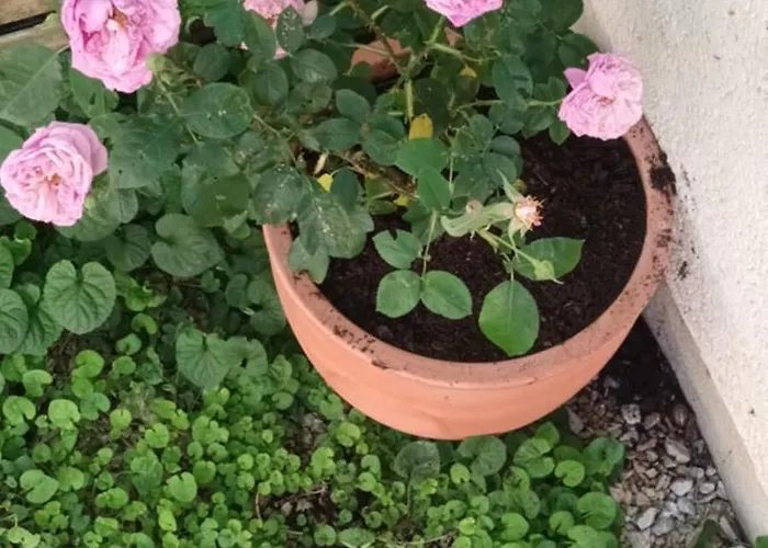 Chez Maxou - 3 Epis Jardin Clos-garage-dogfriendly